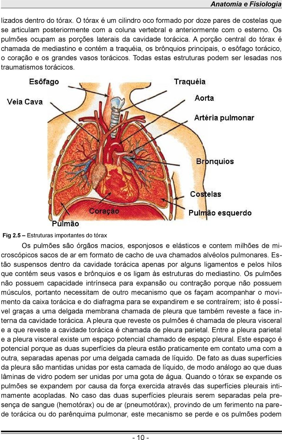 A porção central do tórax é chamada de mediastino e contém a traquéia, os brônquios principais, o esôfago torácico, o coração e os grandes vasos torácicos.