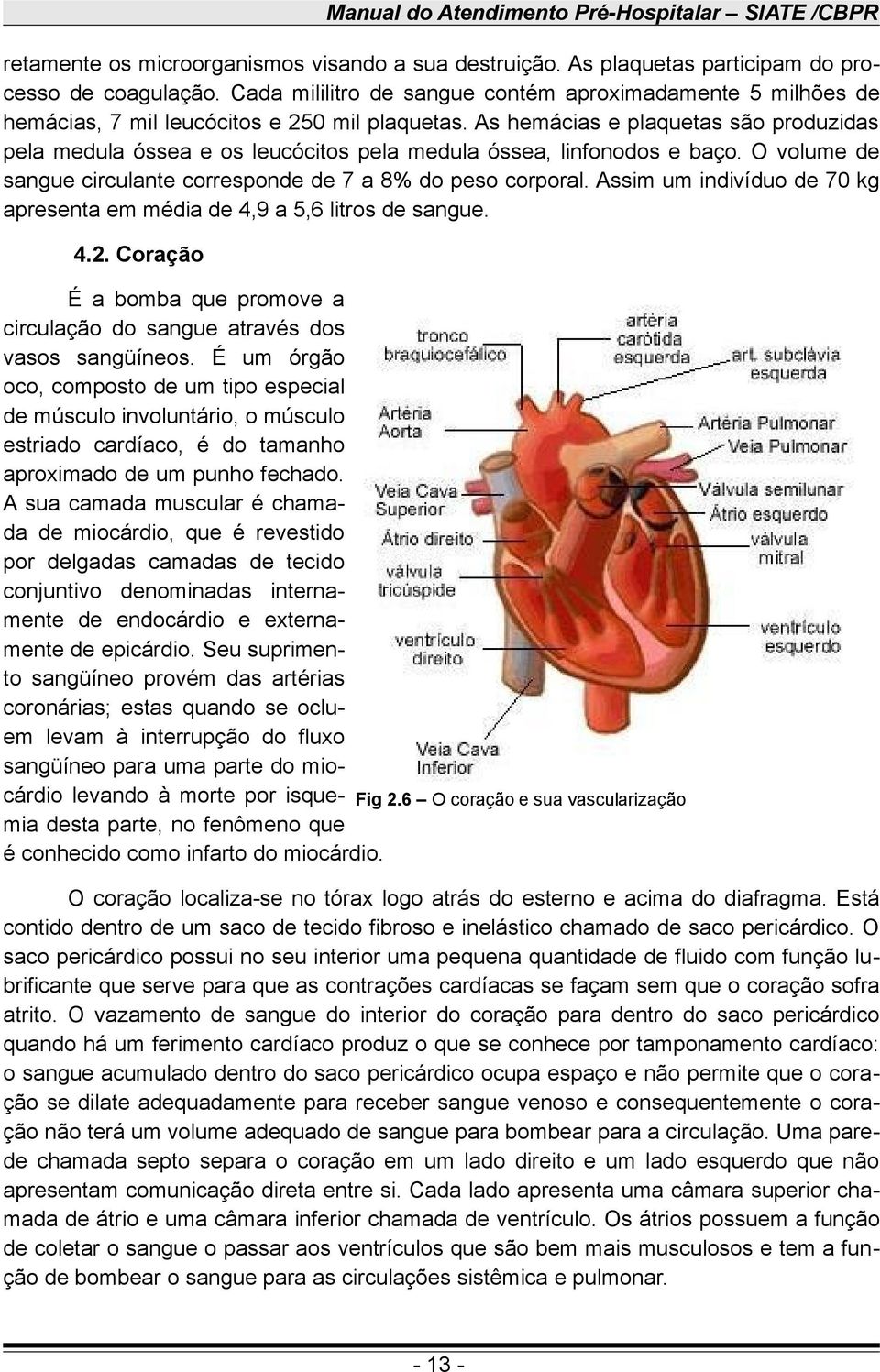 As hemácias e plaquetas são produzidas pela medula óssea e os leucócitos pela medula óssea, linfonodos e baço. O volume de sangue circulante corresponde de 7 a 8% do peso corporal.