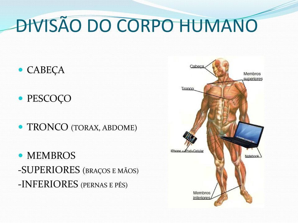 MEMBROS -SUPERIORES (BRAÇOS E