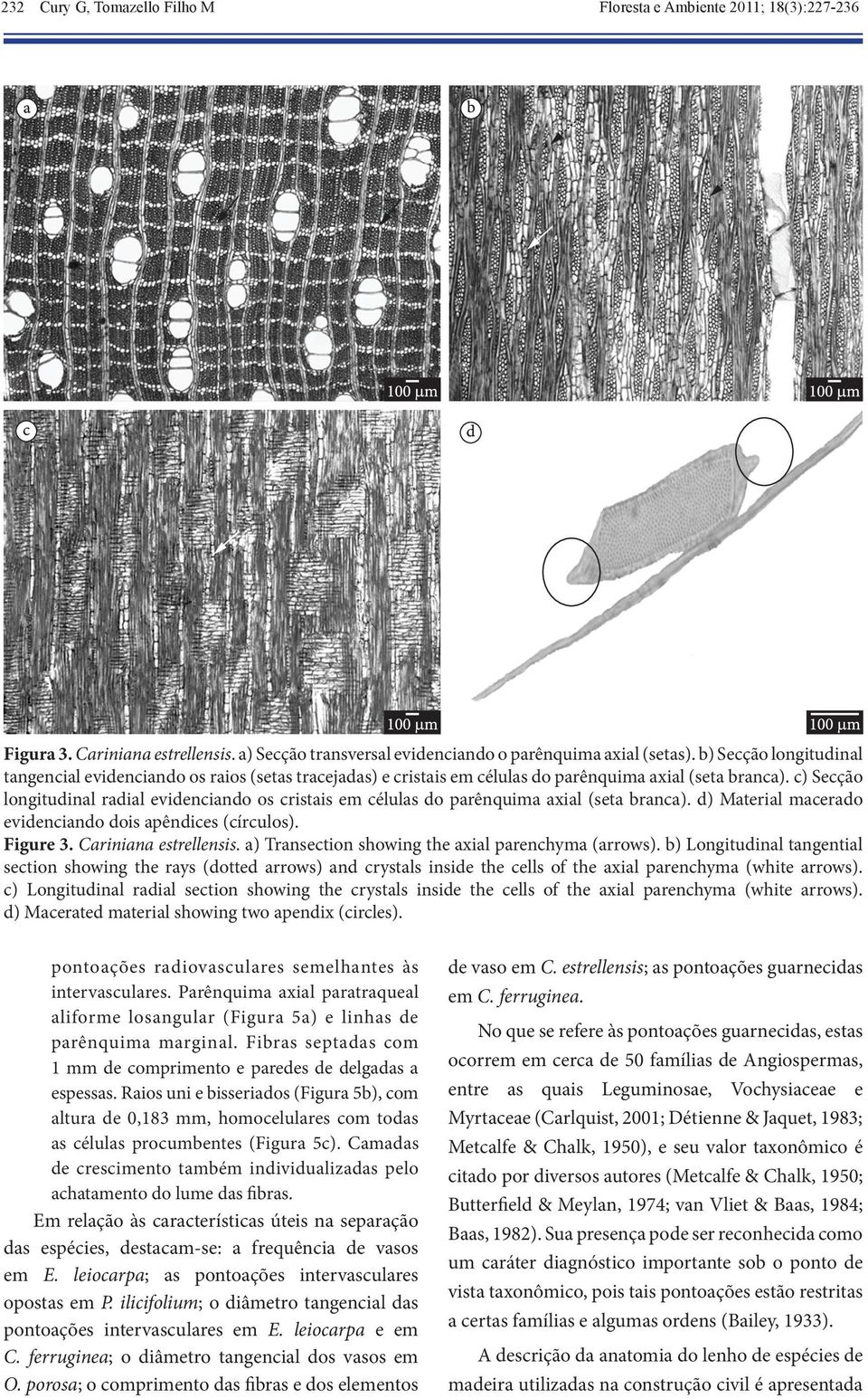 c) Secção longitudinal radial evidenciando os cristais em células do parênquima axial (seta branca). d) Material macerado evidenciando dois apêndices (círculos). Figure 3. Cariniana estrellensis.