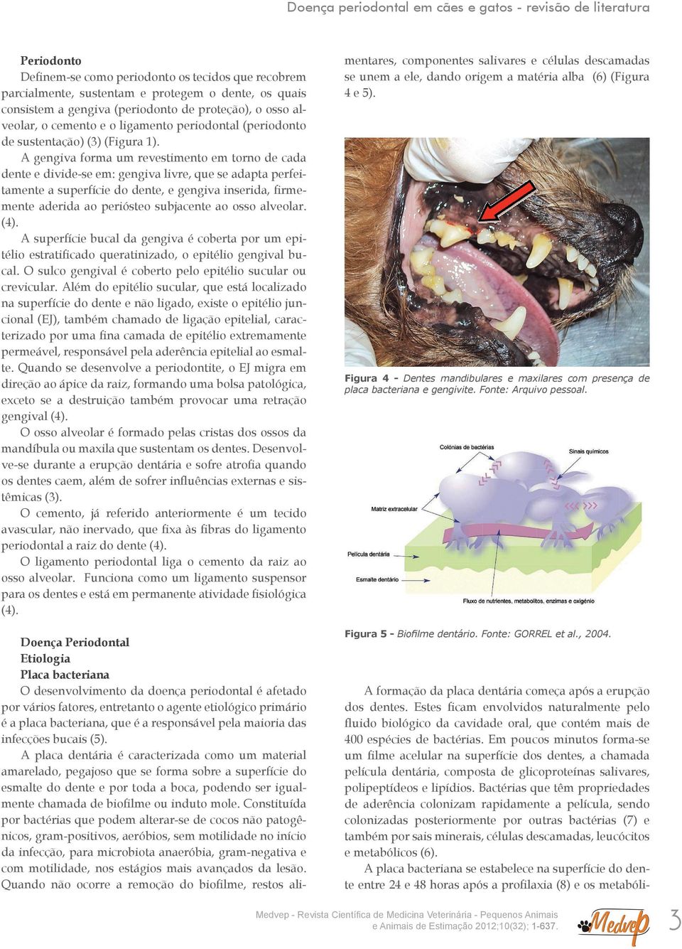 A gengiva forma um revestimento em torno de cada dente e divide-se em: gengiva livre, que se adapta perfeitamente a superfície do dente, e gengiva inserida, firmemente aderida ao periósteo subjacente