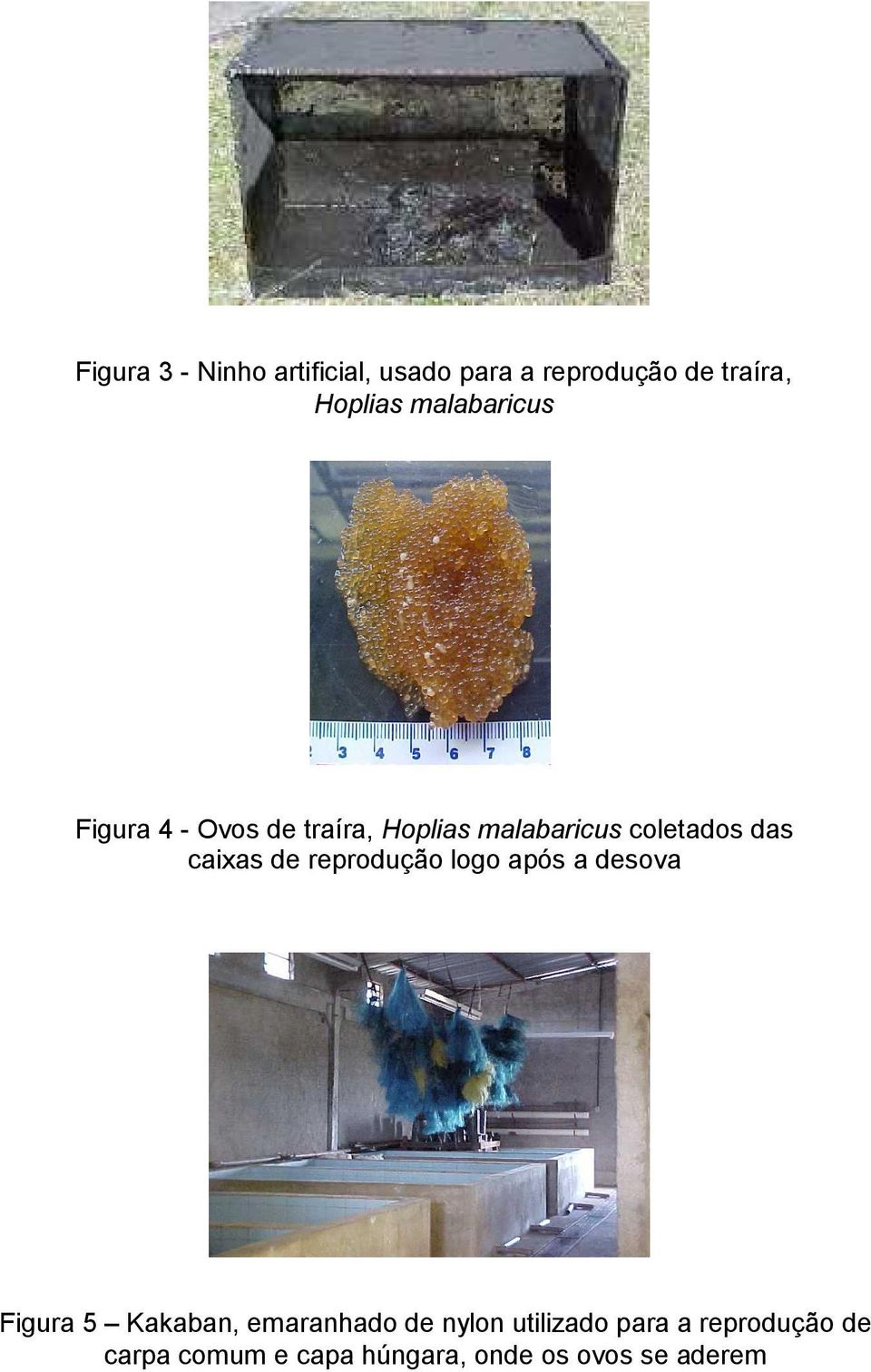 caixas de reprodução logo após a desova Figura 5 Kakaban, emaranhado de