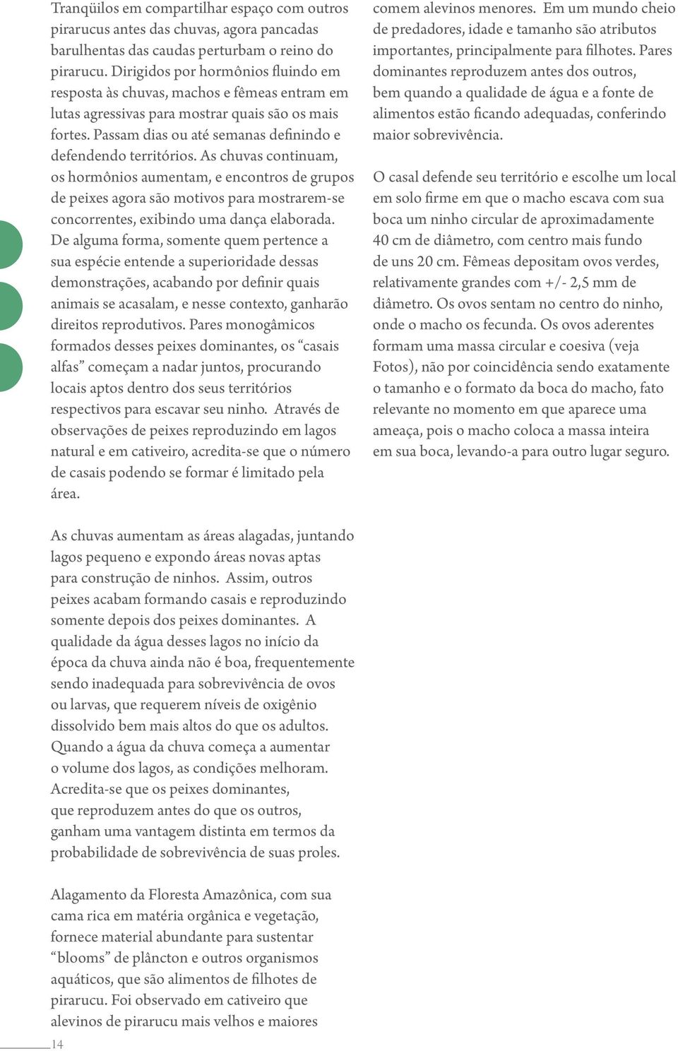 As chuvas continuam, os hormônios aumentam, e encontros de grupos de peixes agora são motivos para mostrarem-se concorrentes, exibindo uma dança elaborada.