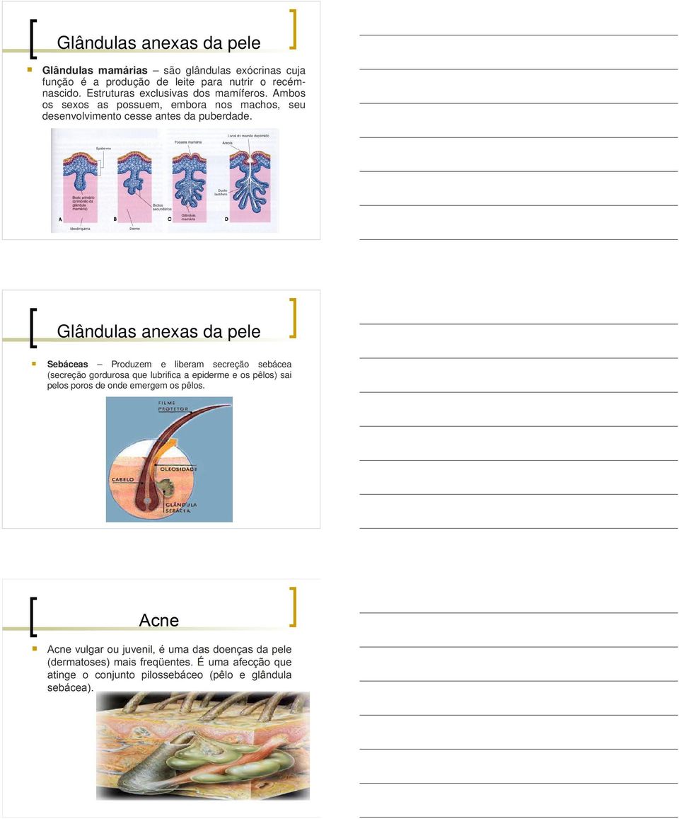 Ambos os sexos as possuem, embora nos machos, seu desenvolvimento cesse antes da puberdade.