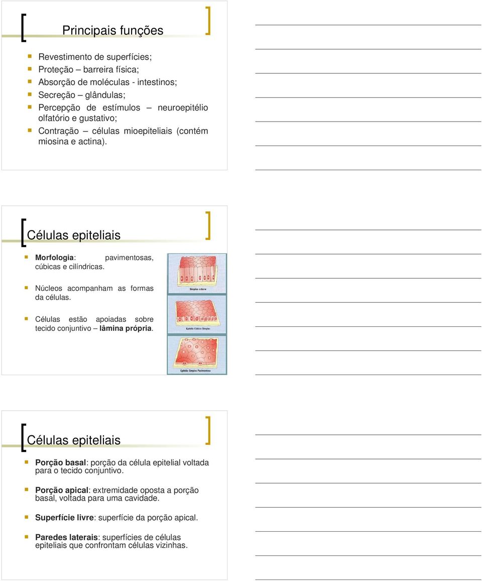 Células estão apoiadas sobre tecido conjuntivo lâmina própria. Células epiteliais Porção basal: porção da célula epitelial voltada para o tecido conjuntivo.