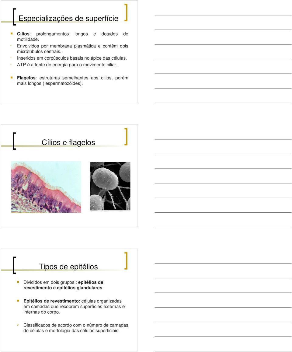Flagelos: estruturas semelhantes aos cílios, porém mais longos ( espermatozóides).
