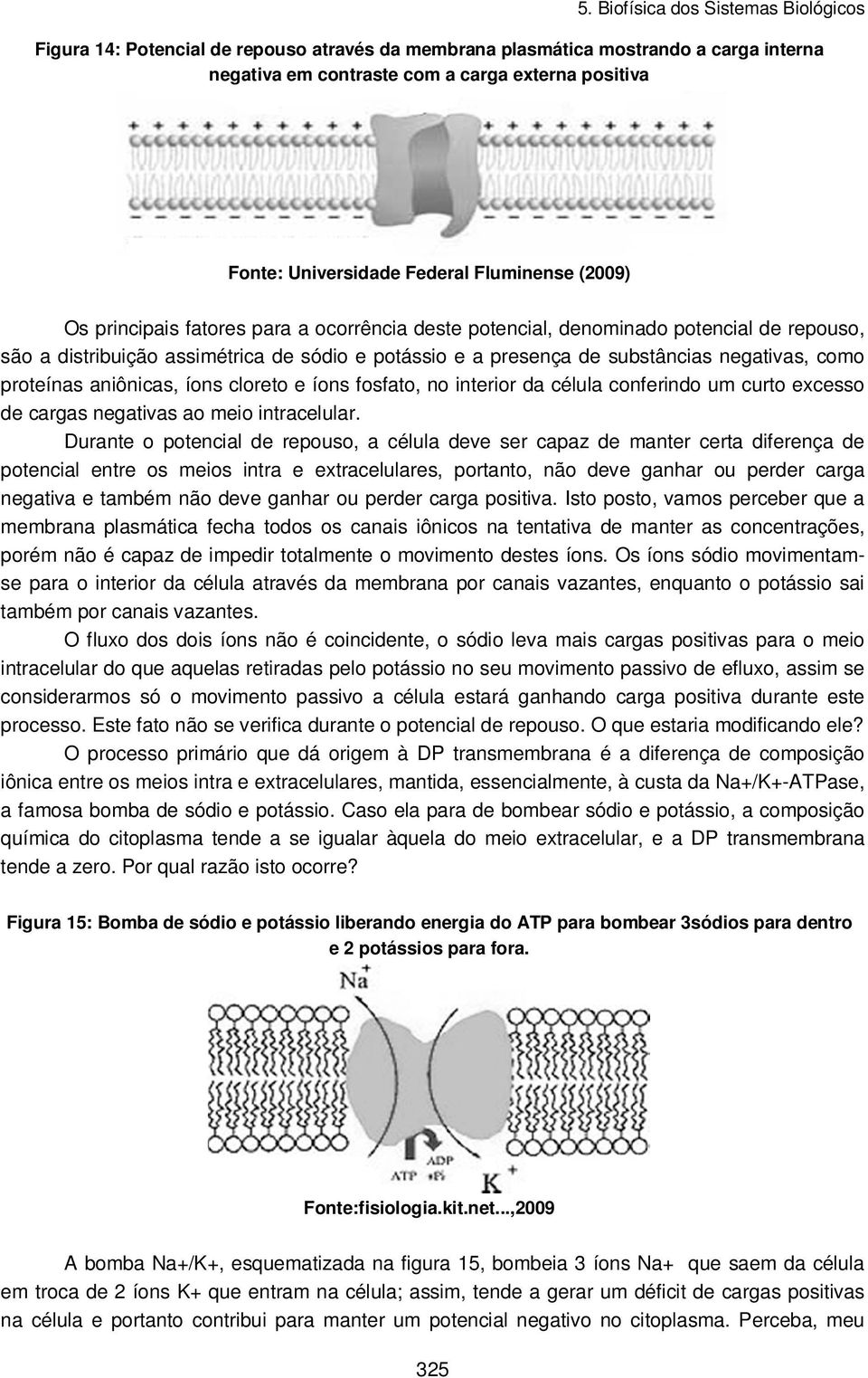 cloreto e íons fosfato, no interior da célula conferindo um curto excesso de cargas negativas ao meio intracelular.