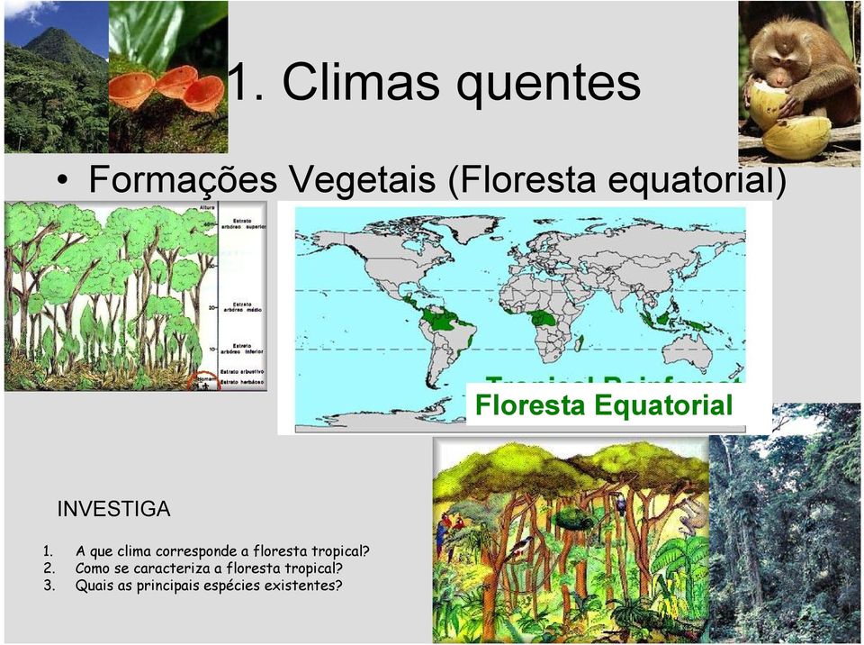 A que clima corresponde a floresta tropical? 2.