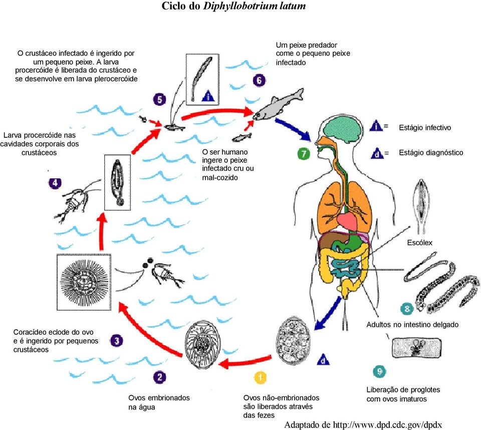 cavidades corporais dos crustáceos O ser humano ingere o peixe infectado cru ou mal-cozido Estágio infectivo Estágio diagnóstico Escólex Coracídeo eclode do