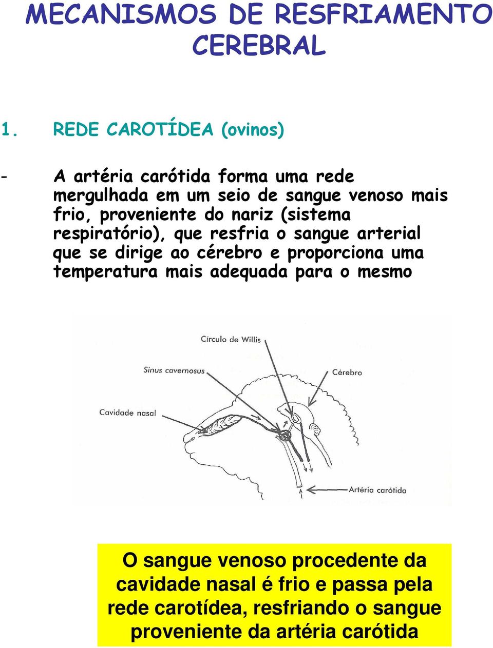 proveniente do nariz (sistema respiratório), que resfria o sangue arterial que se dirige ao cérebro e