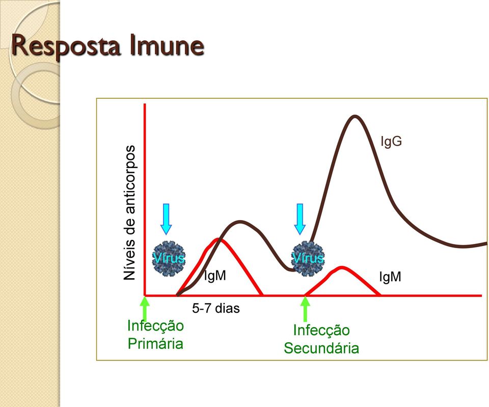 IgM Vírus IgM Infecção