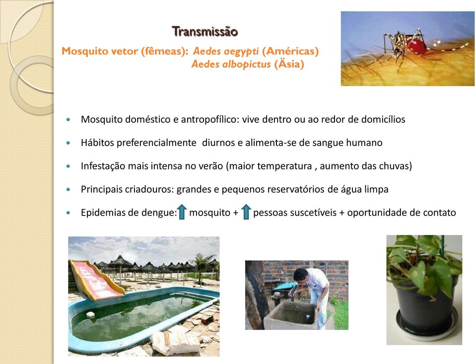 humano Infestação mais intensa no verão (maior temperatura, aumento das chuvas) Principais criadouros: grandes