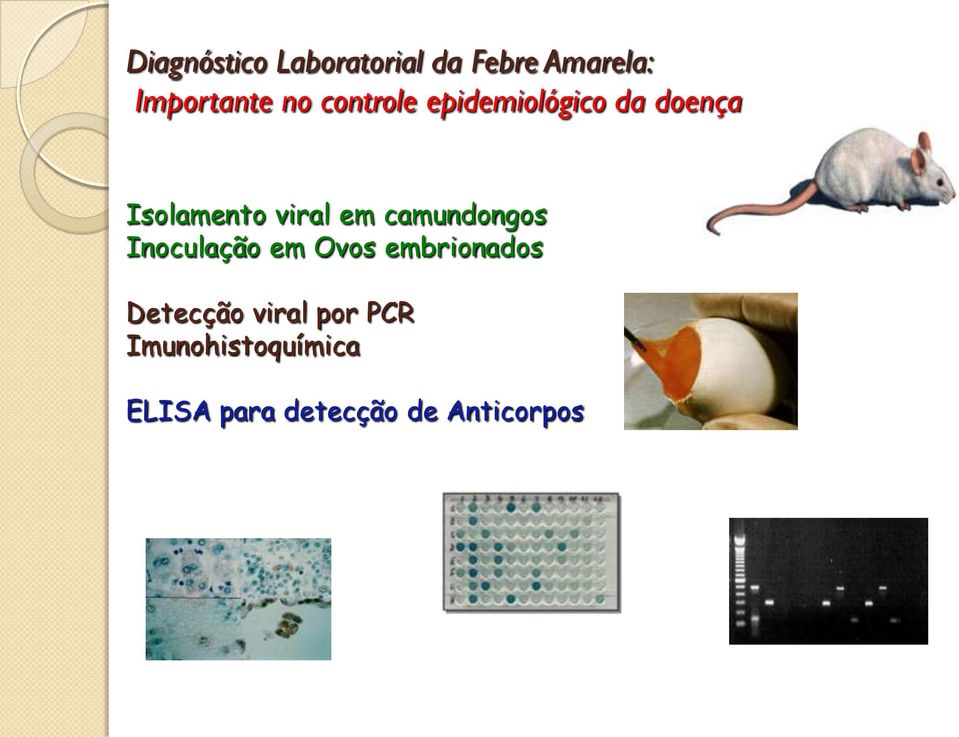 camundongos Inoculação em Ovos embrionados Detecção