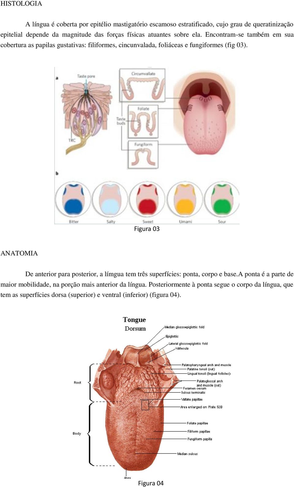 Figura 03 ANATOMIA De anterior para posterior, a límgua tem três superfícies: ponta, corpo e base.