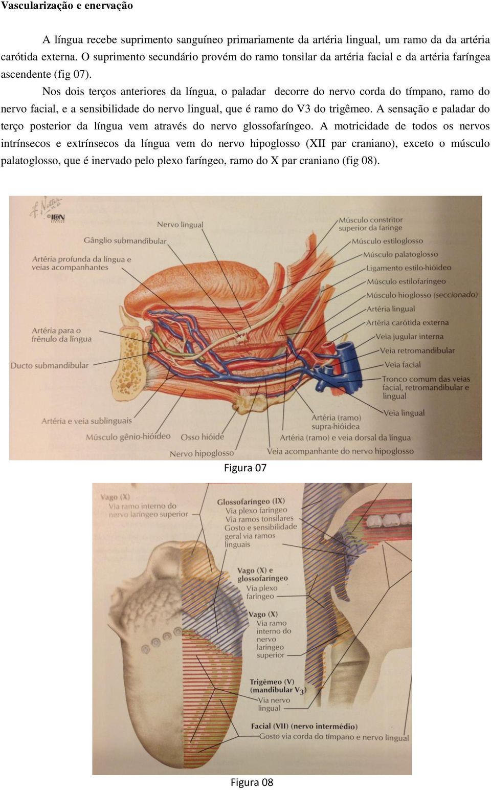 Nos dois terços anteriores da língua, o paladar decorre do nervo corda do tímpano, ramo do nervo facial, e a sensibilidade do nervo lingual, que é ramo do V3 do trigêmeo.