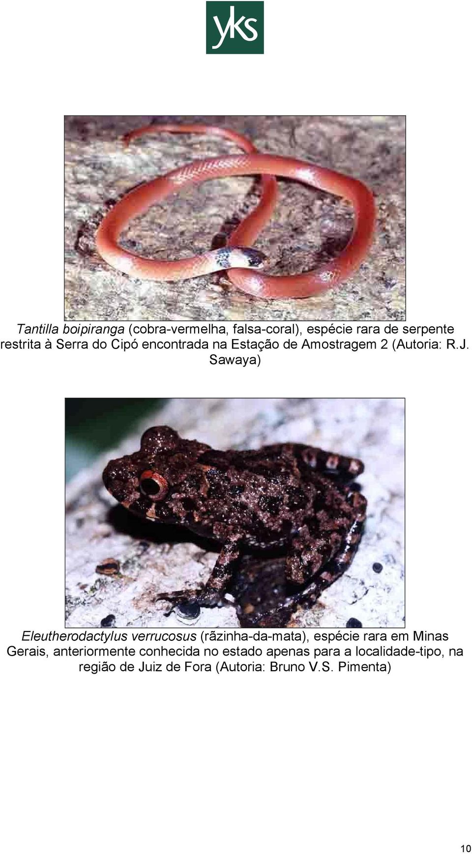 Sawaya) Eleutherodactylus verrucosus (rãzinha-da-mata), espécie rara em Minas Gerais,