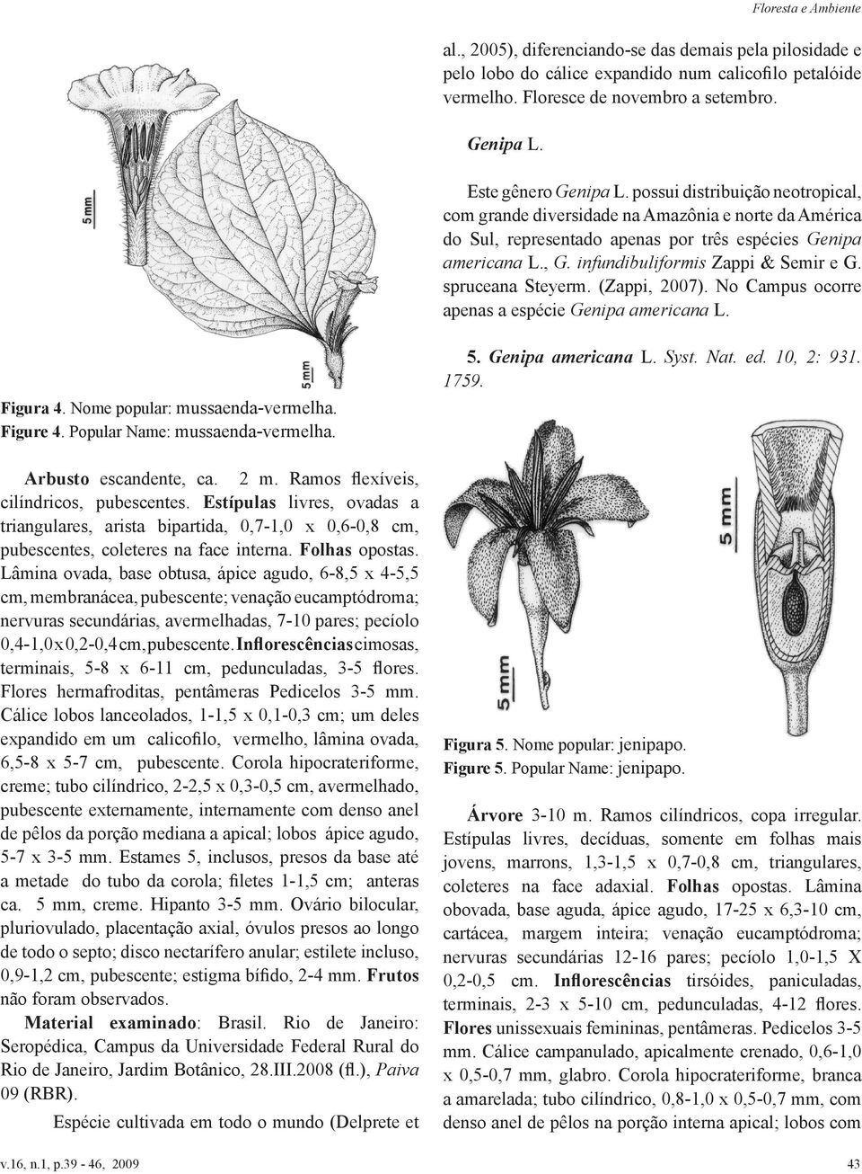 spruceana Steyerm. (Zappi, 2007). No Campus ocorre apenas a espécie Genipa americana L. Figura 4. Nome popular: mussaenda-vermelha. Figure 4. Popular Name: mussaenda-vermelha. Arbusto escandente, ca.