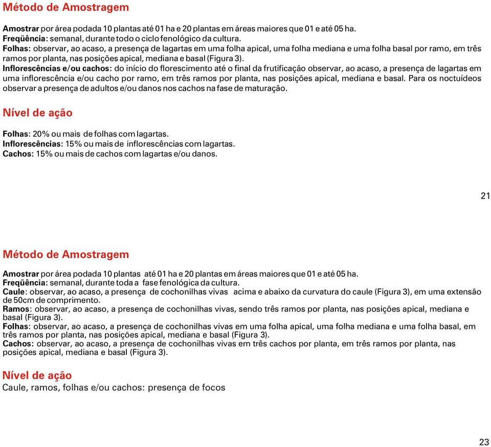 Inflorescências e/ou cachos: do início do florescimento até o final da frutificação observar, ao acaso, a presença de lagartas em uma inflorescência e/ou cacho por ramo, em três ramos por planta, nas