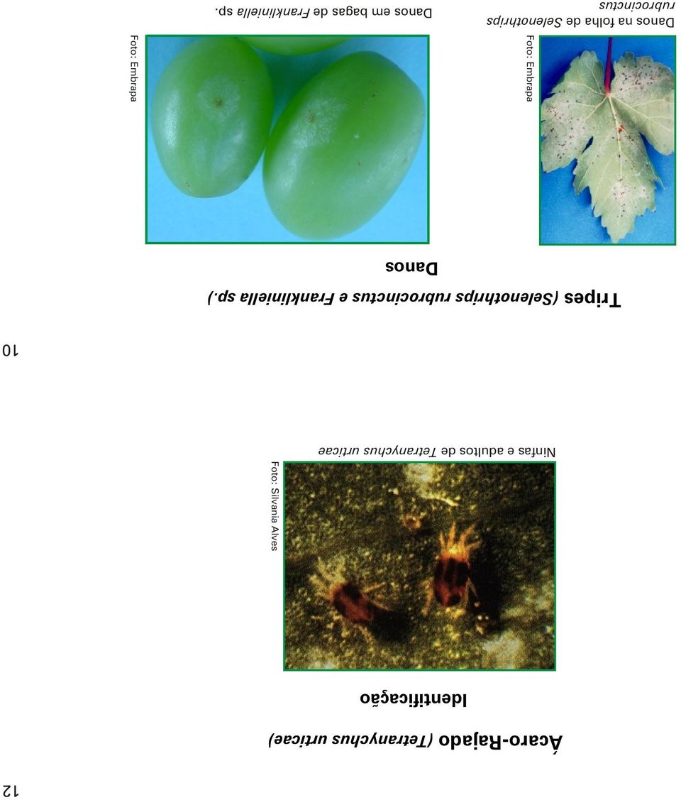 (Selenothrips rubrocinctus e Frankliniella sp.