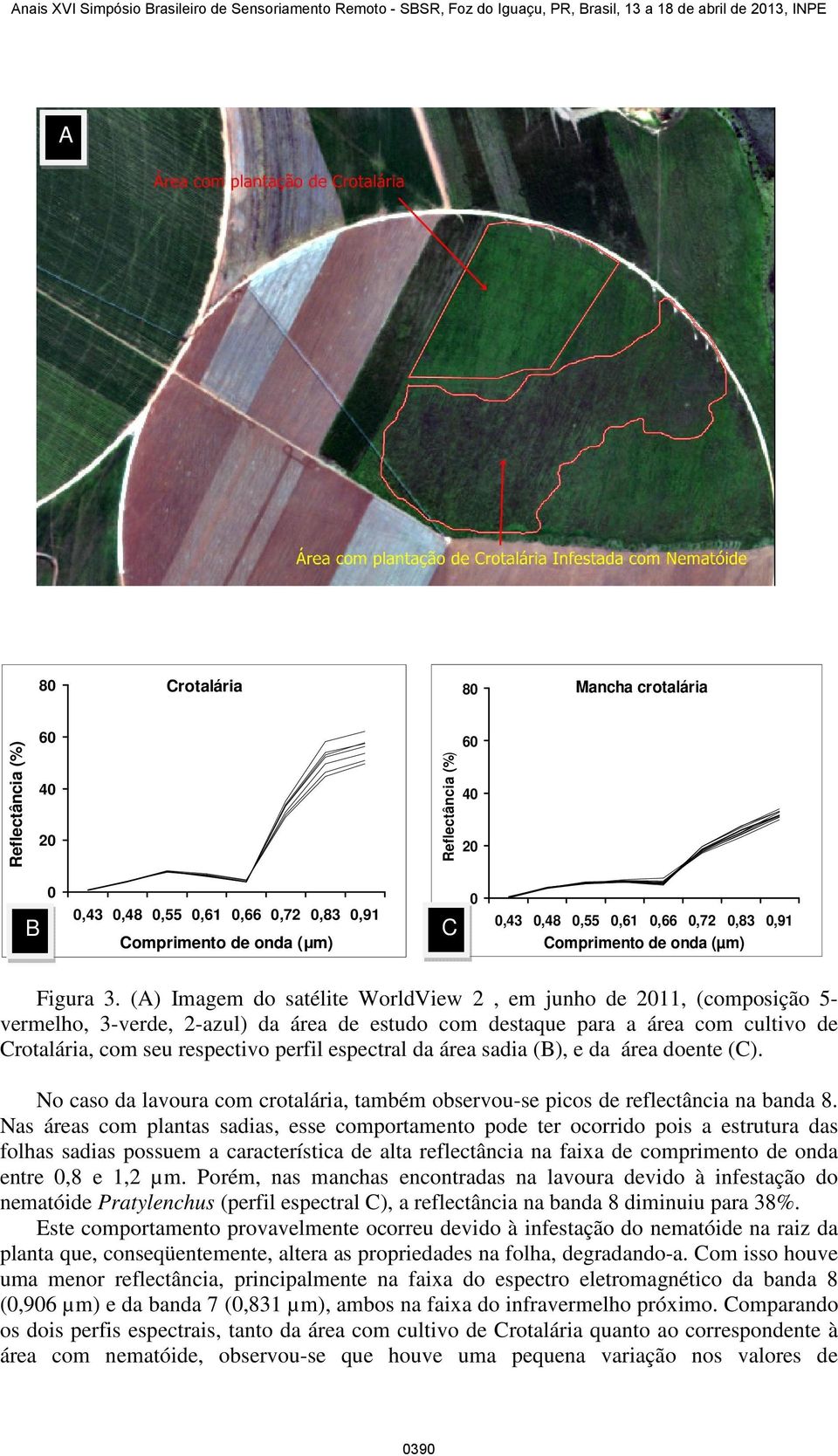 espectral da área sadia (B), e da área doente (C). No caso da lavoura com crotalária, também observou-se picos de reflectância na banda 8.