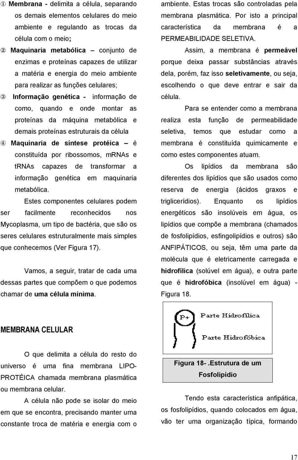 proteínas estruturais da célula 4 Maquinaria de síntese protéica é constituída por ribossomos, mrnas e trnas capazes de transformar a informação genética em maquinaria metabólica.