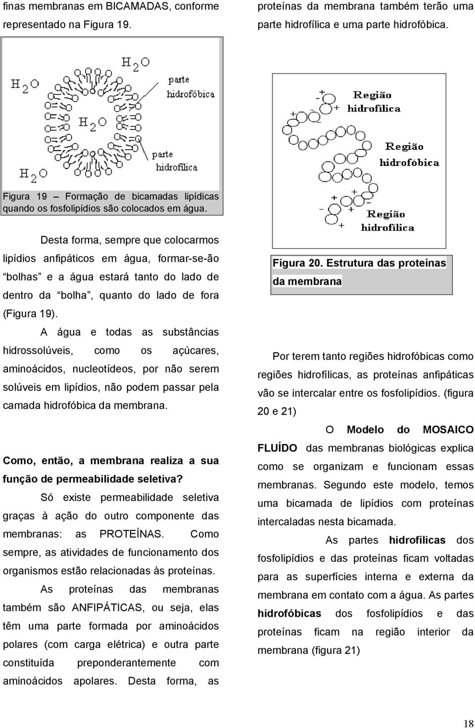 Desta forma, sempre que colocarmos lipídios anfipáticos em água, formar-se-ão bolhas e a água estará tanto do lado de dentro da bolha, quanto do lado de fora (Figura 19).