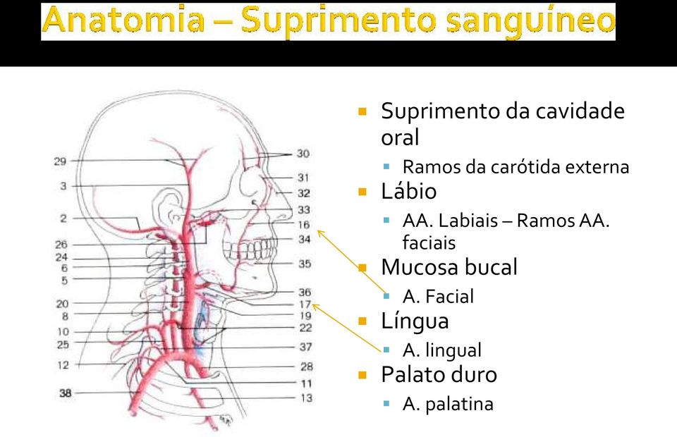 Labiais Ramos AA.