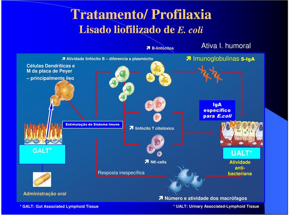 B-linfócitos Ativa I. humoral Imunoglobulinas S-IgA IgA específico para E.