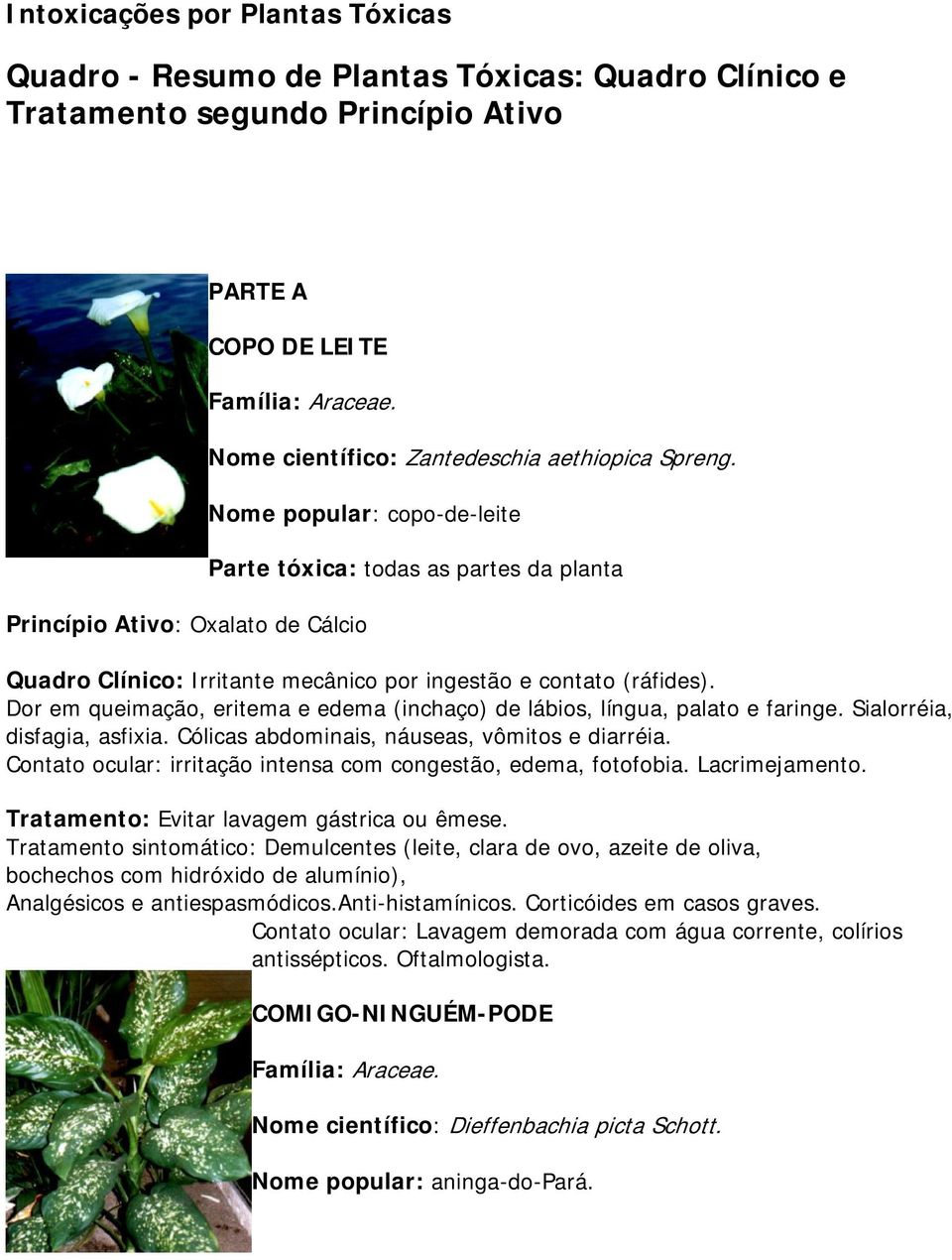 Nome popular: copo-de-leite Princípio Ativo: Oxalato de Cálcio Parte tóxica: todas as partes da planta Quadro Clínico: Irritante mecânico por ingestão e contato (ráfides).