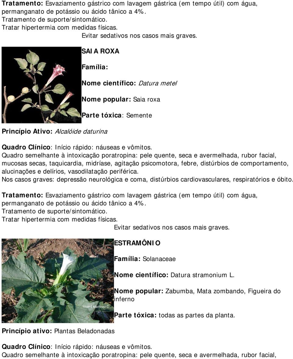 SAIA ROXA Família: Princípio Ativo: Alcalóide daturina Nome científico: Datura metel Nome popular: Saia roxa Parte tóxica: Semente Quadro Clínico: Início rápido: náuseas e vômitos.