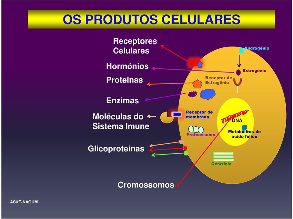 Enzimas Moléculas do Sistema Imune Glicoproteinas Receptor