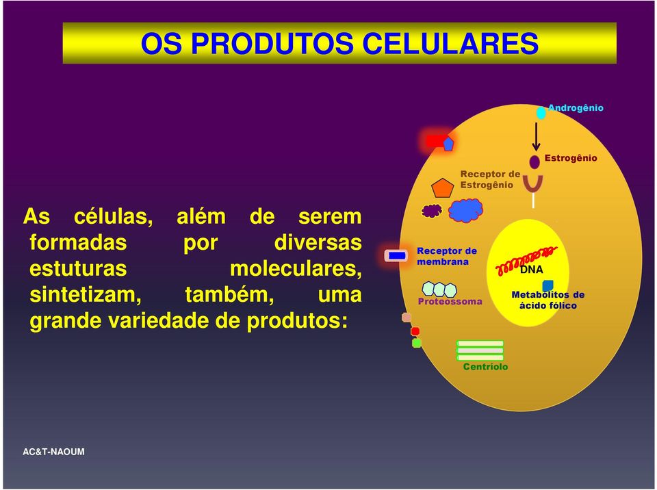 moleculares, sintetizam, também, uma grande variedade de produtos: