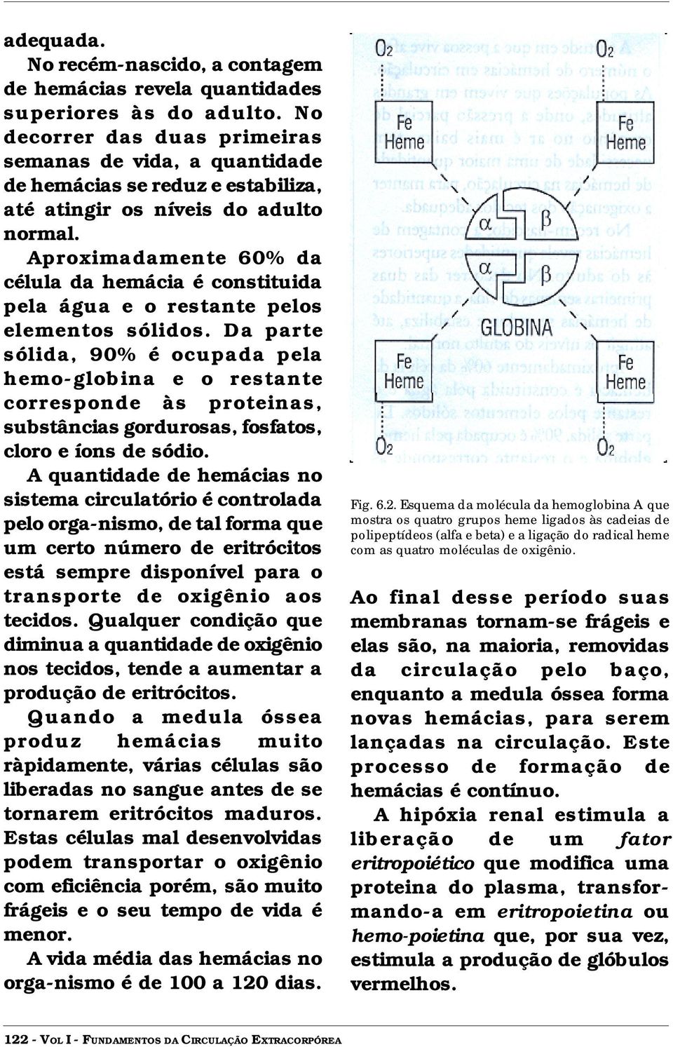 Aproximadamente 60% da célula da hemácia é constituida pela água e o restante pelos elementos sólidos.