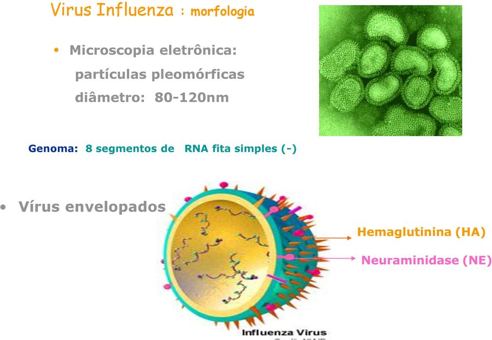 80-120nm Genoma: 8 segmentos de RNA fita simples