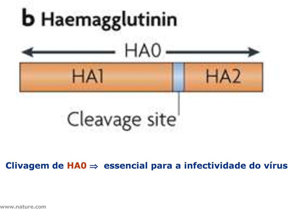 infectividade do