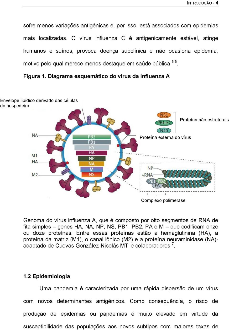 Diagrama esquemático do vírus da influenza A Envelope lipídico derivado das células do hospedeiro Proteína não estruturais Proteína externa do vírus Complexo polimerase Genoma do vírus influenza A,