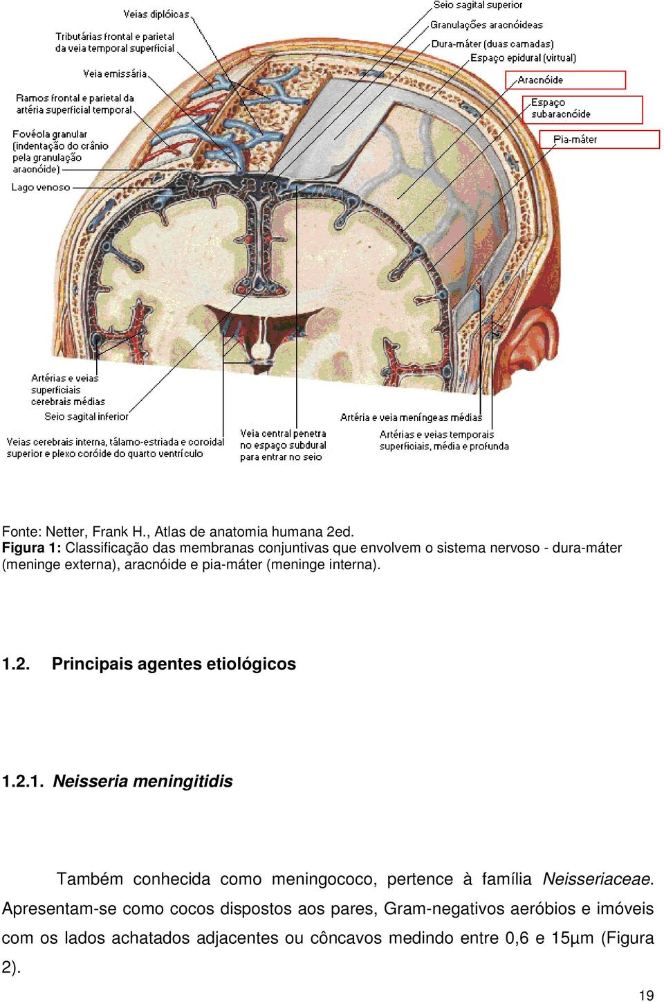 pia-máter (meninge interna). 1.2. Principais agentes etiológicos 1.2.1. Neisseria meningitidis Também conhecida como meningococo, pertence à família Neisseriaceae.