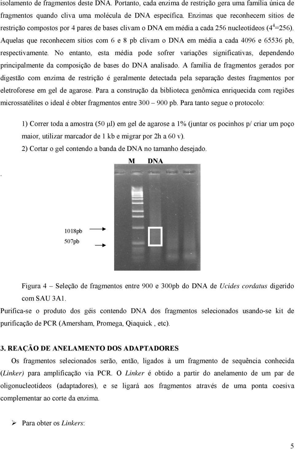 Aquelas que reconhecem sítios com 6 e 8 pb clivam o DNA em média a cada 4096 e 65536 pb, respectivamente.