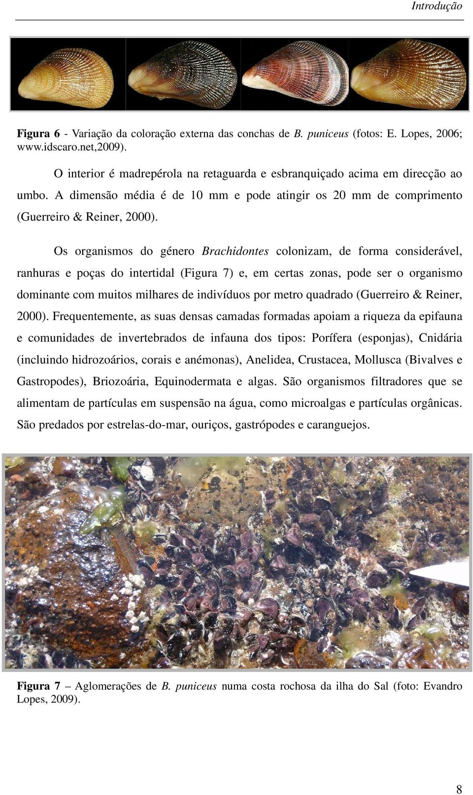 Os organismos do género Brachidontes colonizam, de forma considerável, ranhuras e poças do intertidal (Figura 7) e, em certas zonas, pode ser o organismo dominante com muitos milhares de indivíduos