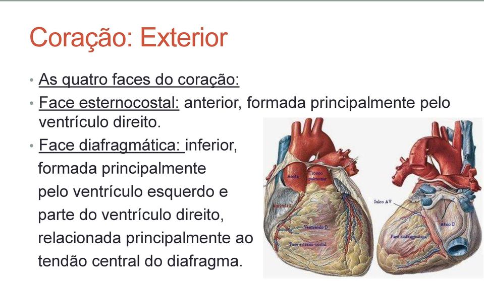 Face diafragmática: inferior, formada principalmente pelo ventrículo