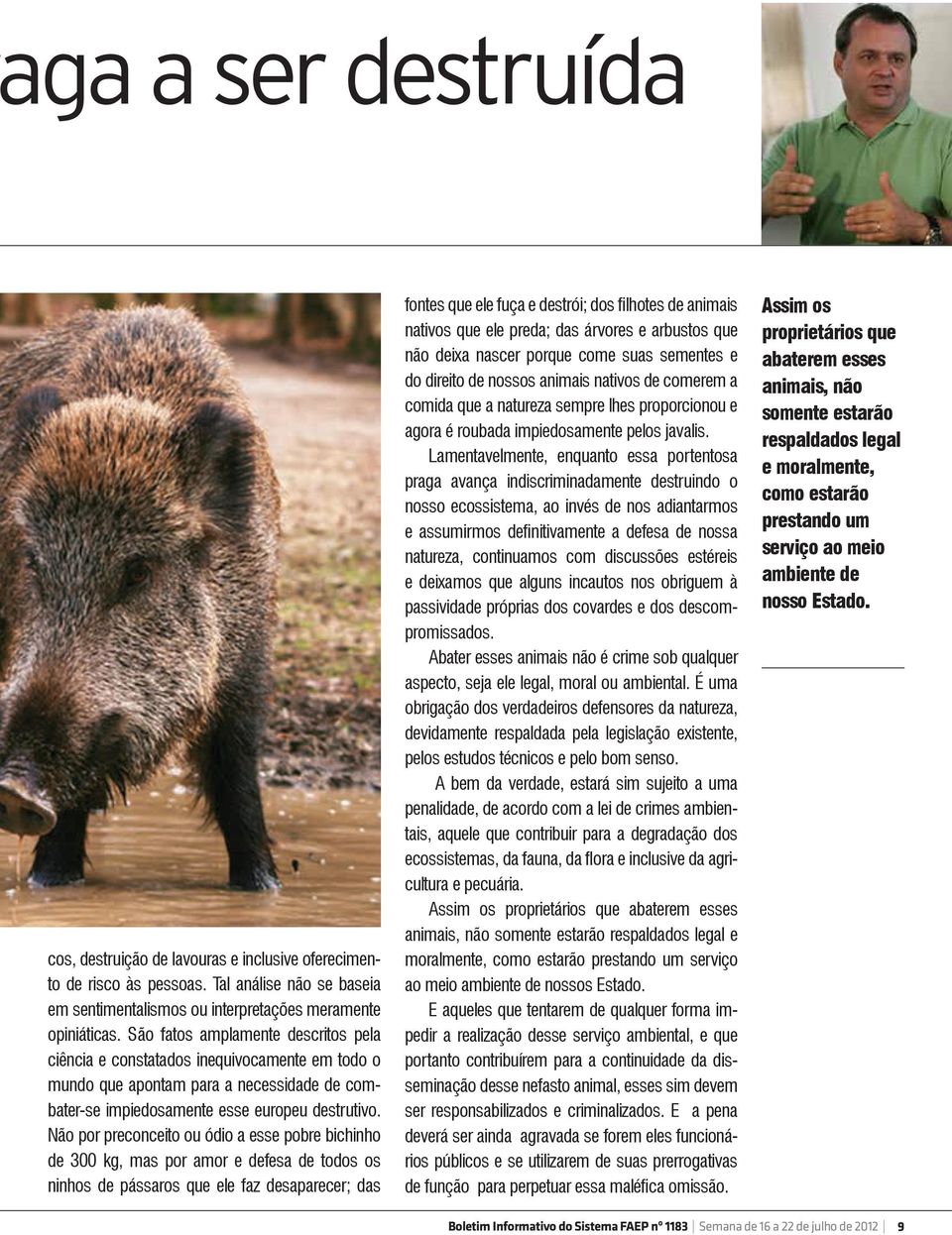 Não por preconceito ou ódio a esse pobre bichinho de 300 kg, mas por amor e defesa de todos os ninhos de pássaros que ele faz desaparecer; das fontes que ele fuça e destrói; dos filhotes de animais