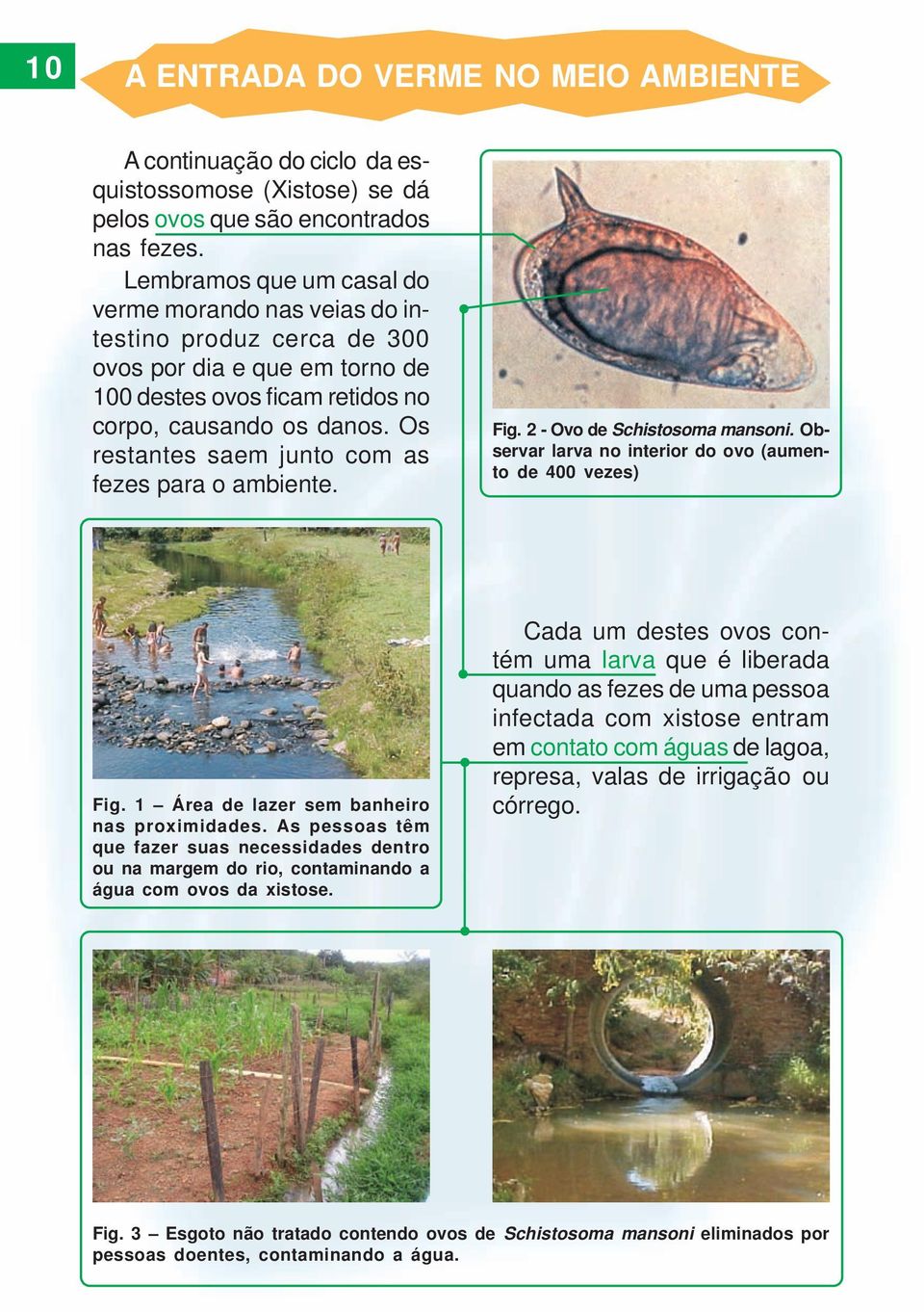 Os restantes saem junto com as fezes para o ambiente. Fig. 2 - Ovo de Schistosoma mansoni. Observar larva no interior do ovo (aumento de 400 vezes) Fig. 1 Área de lazer sem banheiro nas proximidades.