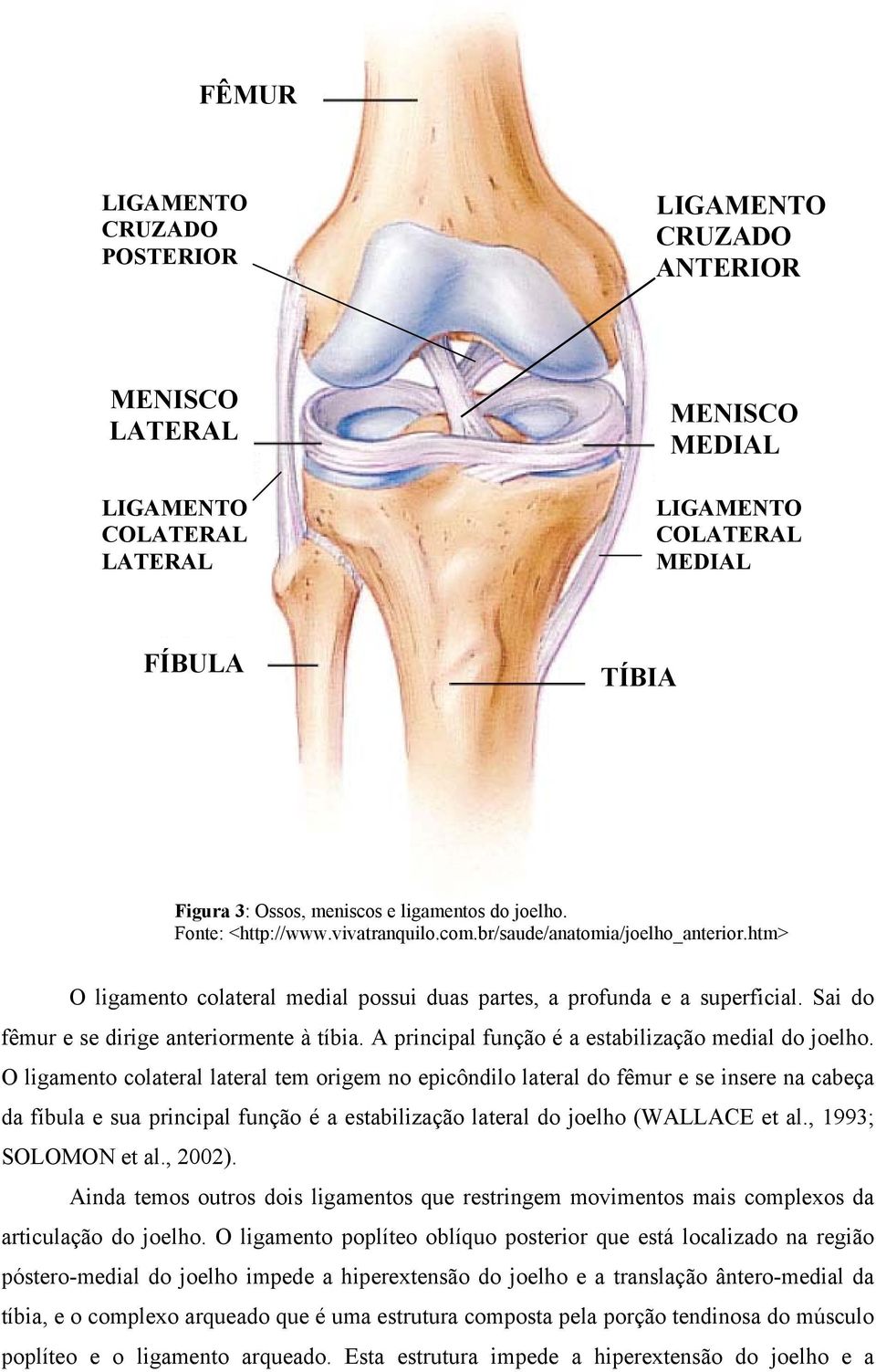 Sai do fêmur e se dirige anteriormente à tíbia. A principal função é a estabilização medial do joelho.