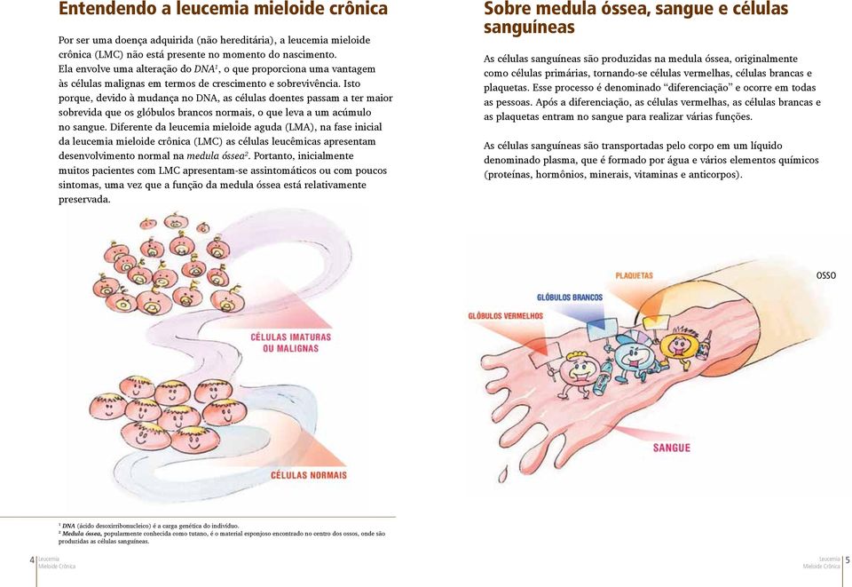 Isto porque, devido à mudança no DNA, as células doentes passam a ter maior sobrevida que os glóbulos brancos normais, o que leva a um acúmulo no sangue.