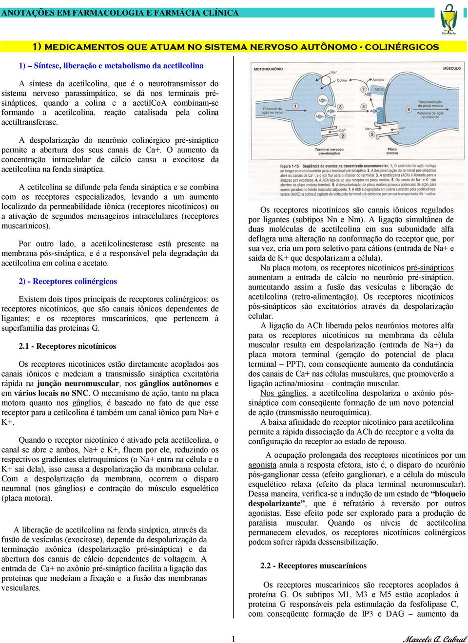 A despolarização do neurônio colinérgico pré-sináptico permite a abertura dos seus canais de Ca+. O aumento da concentração intracelular de cálcio causa a exocitose da acetilcolina na fenda sináptica.