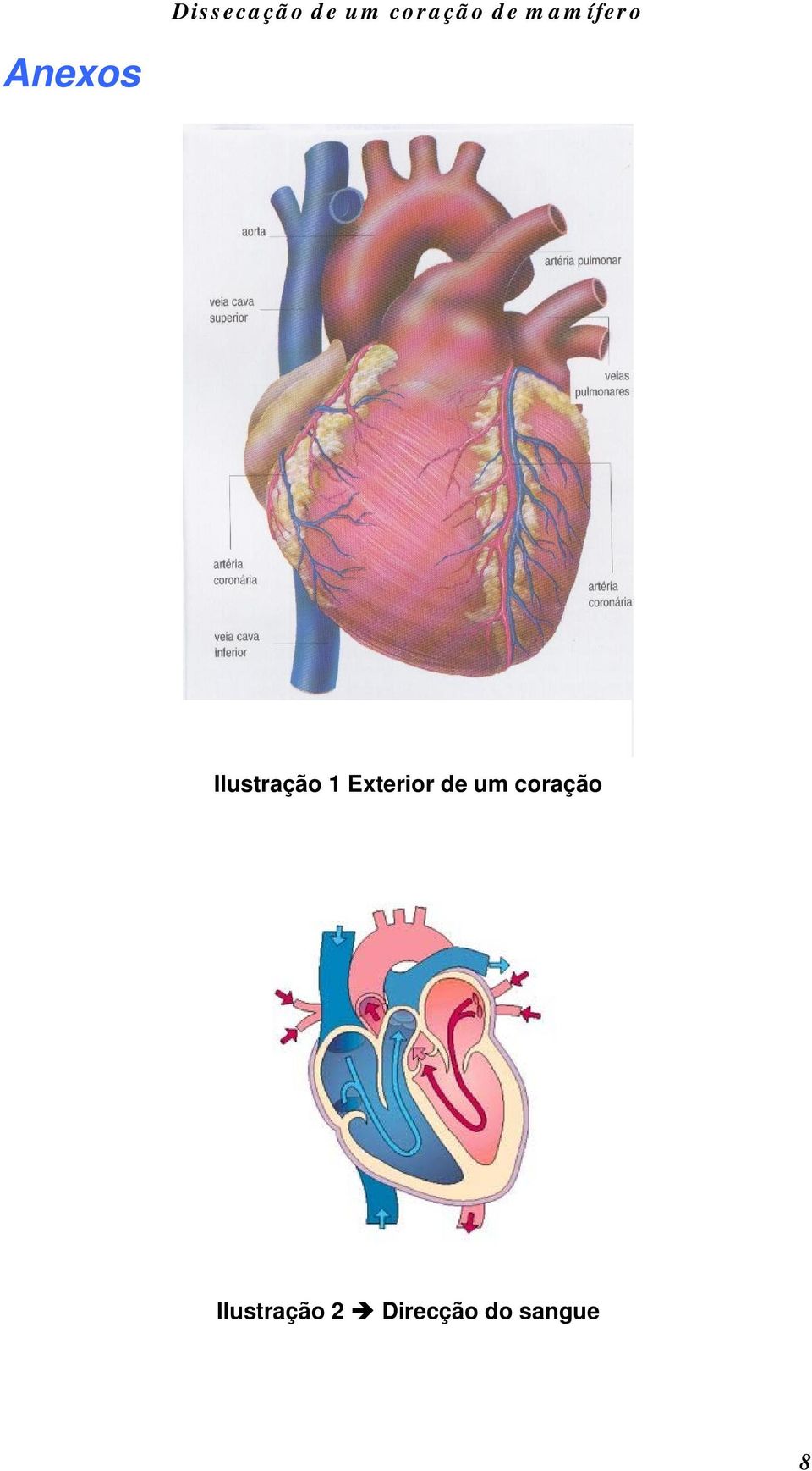 coração Ilustração