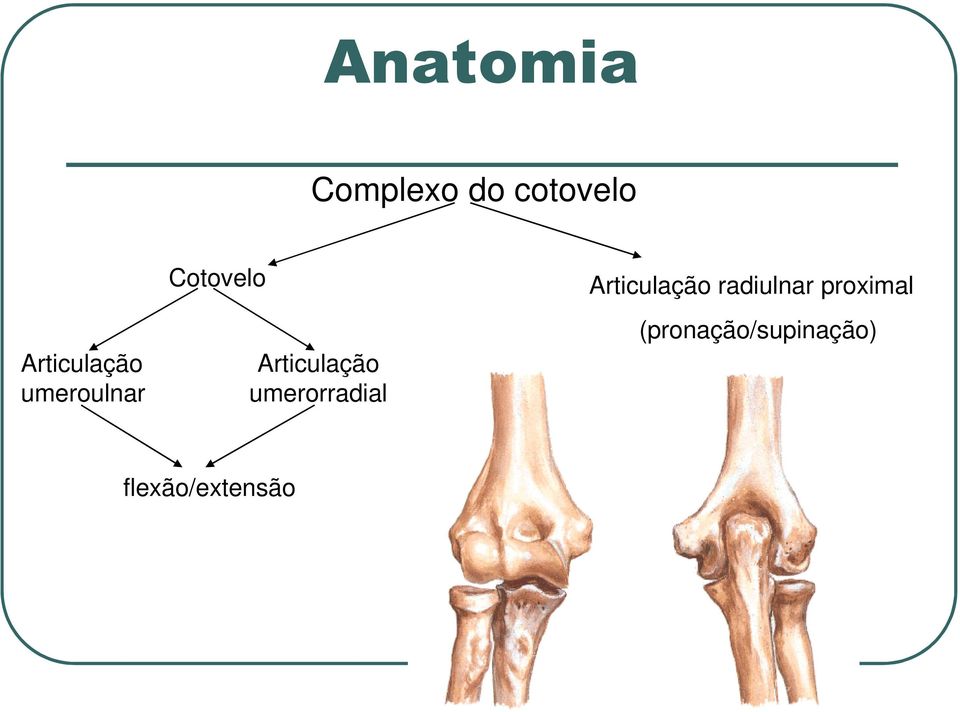 Articulação umerorradial Articulação