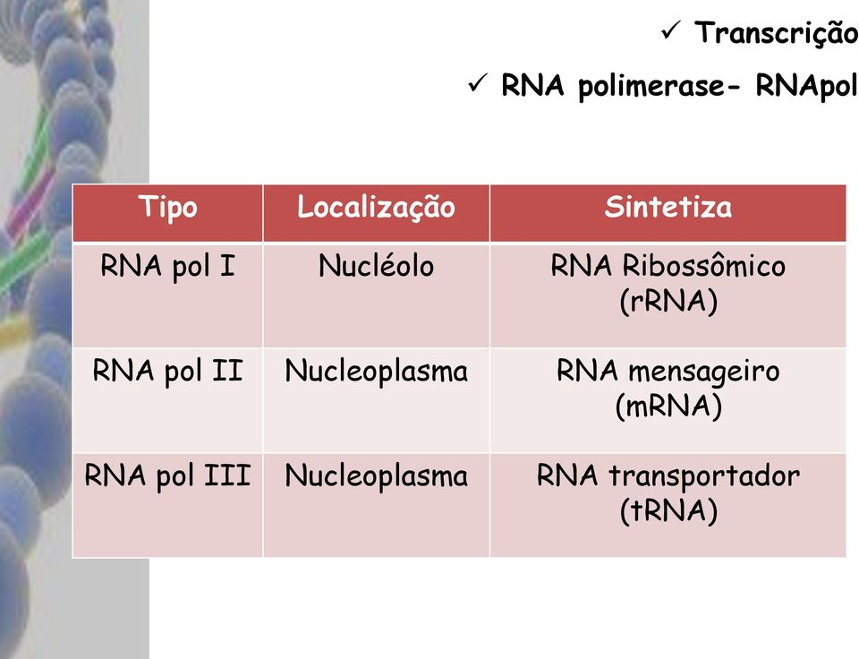 (rrna) RNA pol II Nucleoplasma RNA mensageiro
