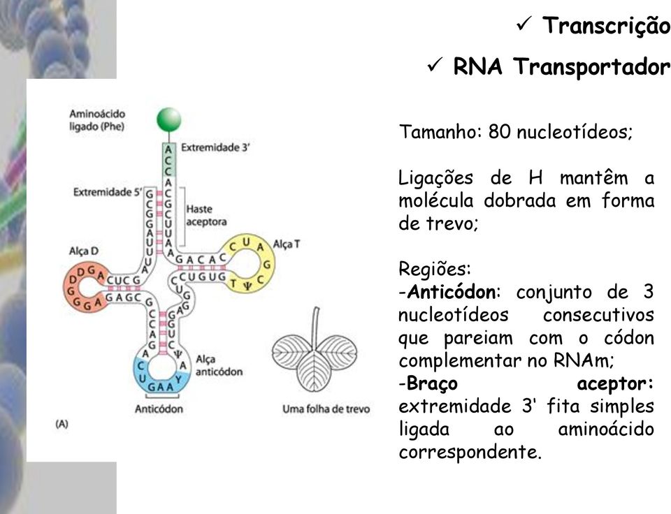 nucleotídeos consecutivos que pareiam com o códon complementar no RNAm;