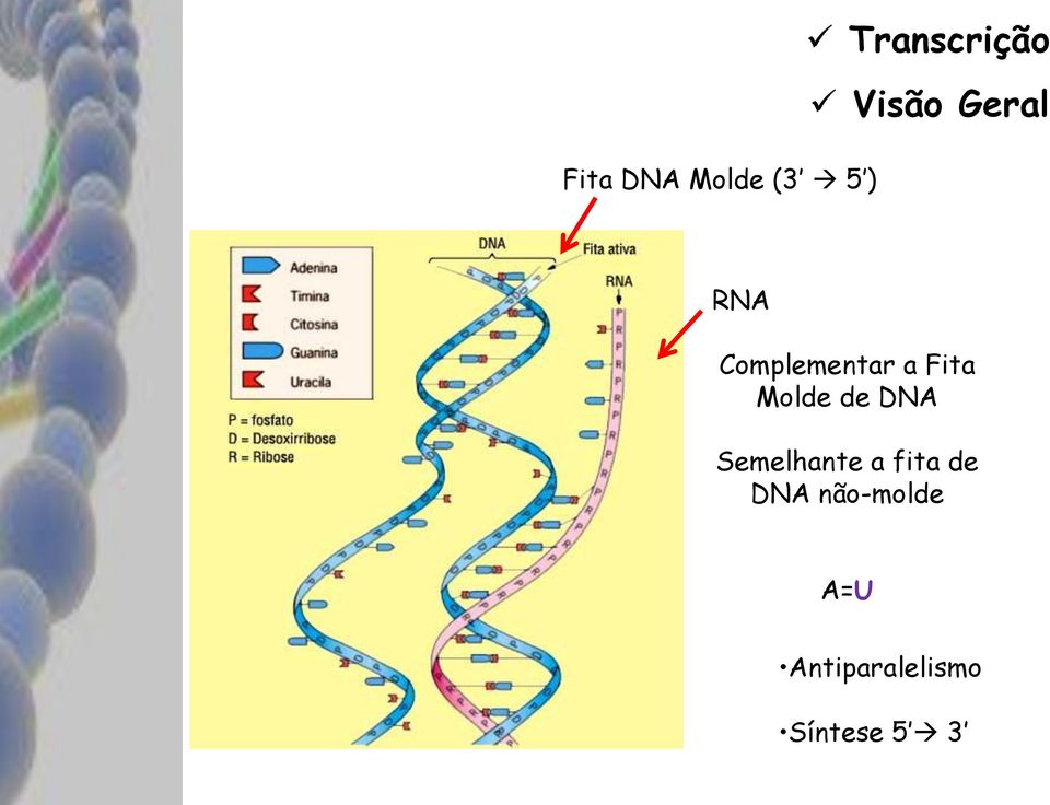 Molde de DNA Semelhante a fita de DNA